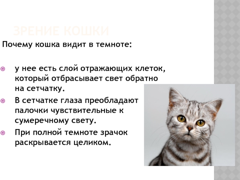 Играет роль кошки. Роль кошки в жизни человека. Презентация про кошек. Презентация кошки в жизни человека. Назначение кошек.