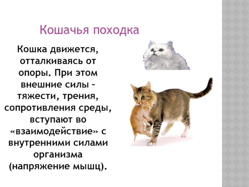 Роль кошачьих в природе и жизни человека. Презентация про кошек. Образ жизни кошек. Кошачья походка. Походка кошки слайды.