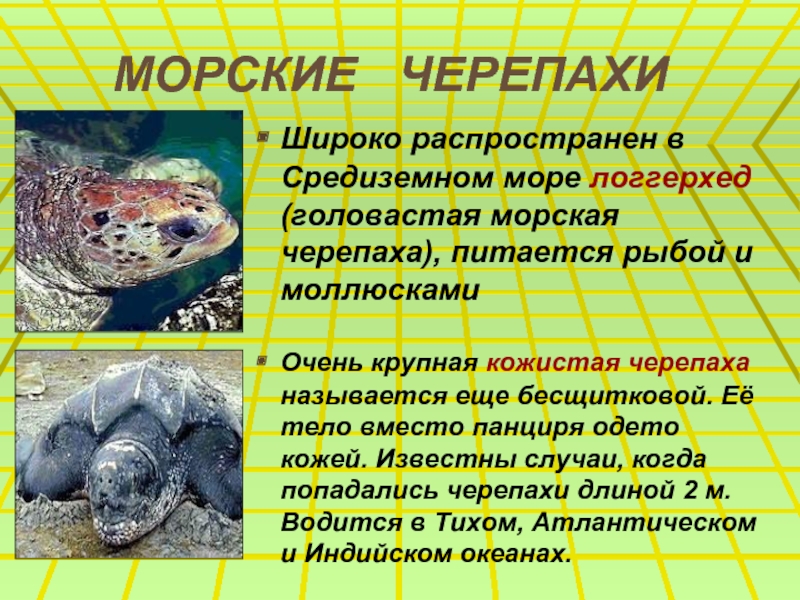 МОРСКИЕ  ЧЕРЕПАХИШироко распространен в Средиземном море логгерхед (головастая морская черепаха), питается рыбой и моллюскамиОчень крупная кожистая