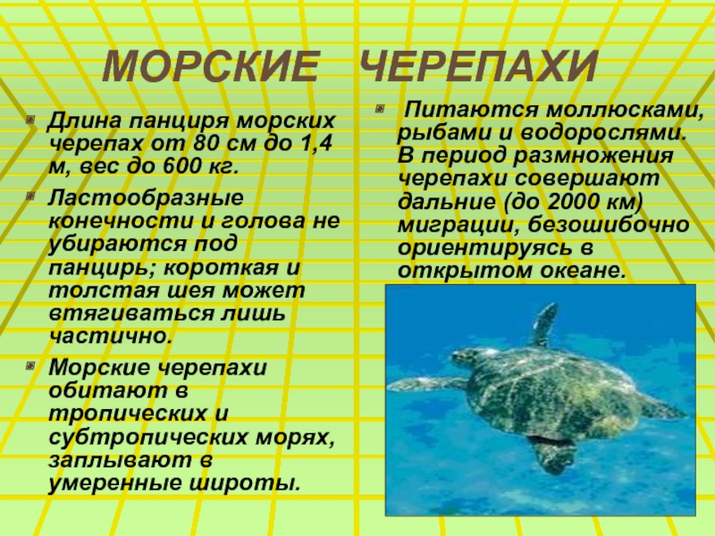 МОРСКИЕ  ЧЕРЕПАХИДлина панциря морских черепах от 80 см до 1,4 м, вес до 600 кг. Ластообразные
