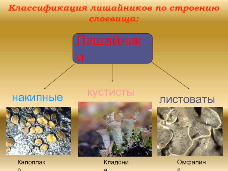 Презентация по биологии 7 класс лишайники