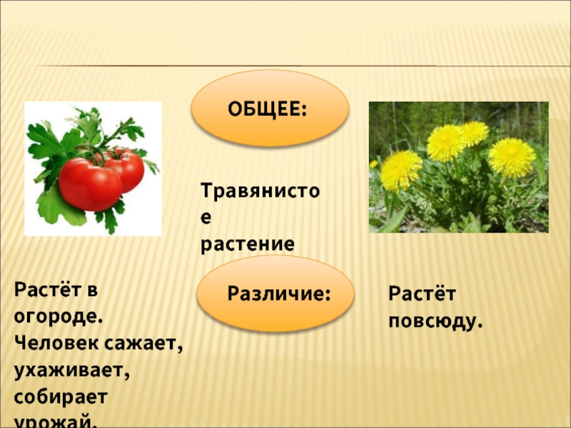 Культурные растения картинки для презентации