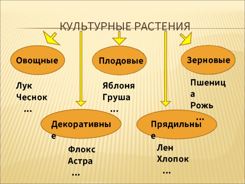 Какие группы культурных