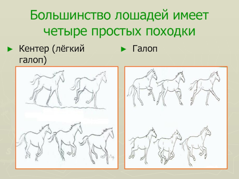 Имеют четыре. Галоп Кентер. Кентер лошади. Кентер Аллюр. Легкий галоп.