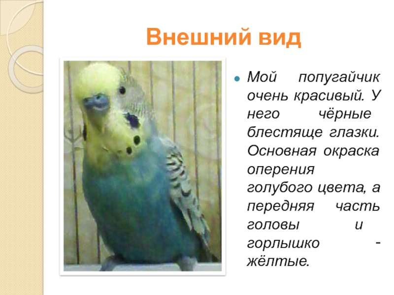 Текст описание про попугая. Проект про попугая. Сочинение про попугая. Описать попугая. Коротко о попугаях.