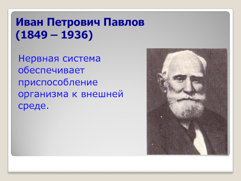 Иван Петрович Павлов (1849 – 1936)Нервная системаобеспечивает приспособлениеорганизма к внешнейсреде.