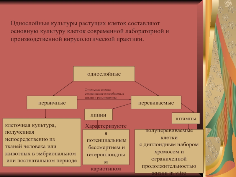 Культура получается. Однослойные культуры клеток. Однослойные культуры клеток примеры. Культура перевиваемых клеток 4647. Первичные перевиваемые полуперевиваемые.