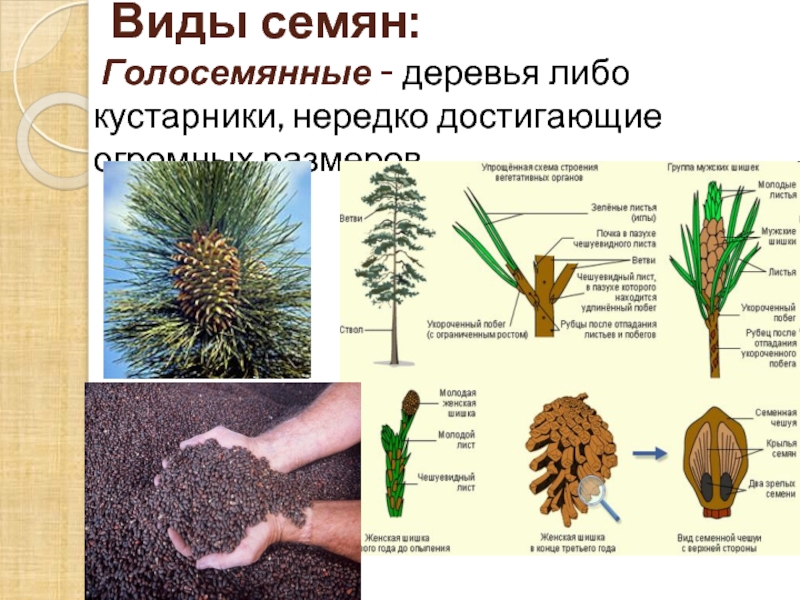 Виды семян растений. Виды семян. Виды семян деревьев. Семена виды. Семена виды семян.