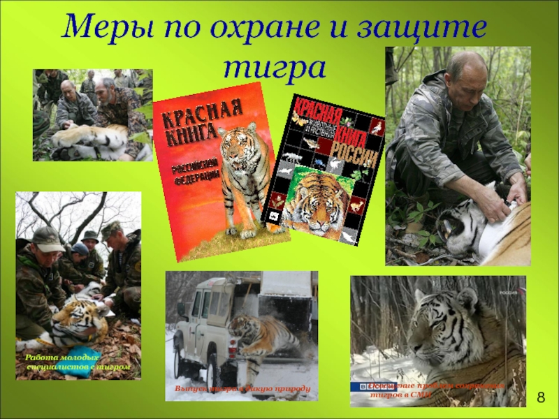 Меры по охране и защите тиграВыпуск тигра в дикую природуОсвещение проблем сохранения тигров в СМИ Работа молодых