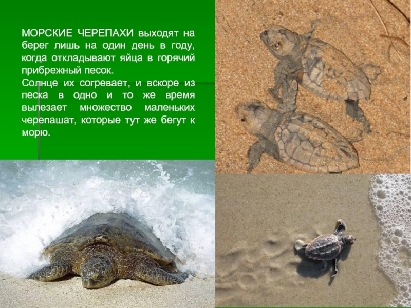 3 черепахи слова. Проект про морских черепах. Морские черепахи презентация. Описание черепахи. Морская черепаха доклад.