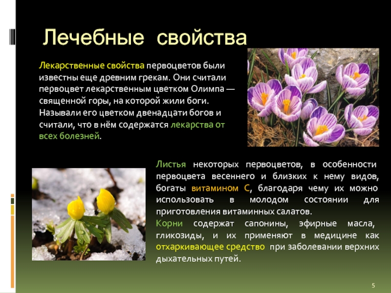 Лечебные свойстваЛекарственные свойства первоцветов были известны еще древним грекам. Они считали первоцвет лекарственным цветком Олимпа — священной