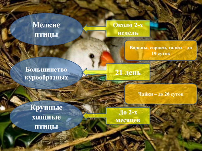 Годовой жизненный цикл птиц 7 класс