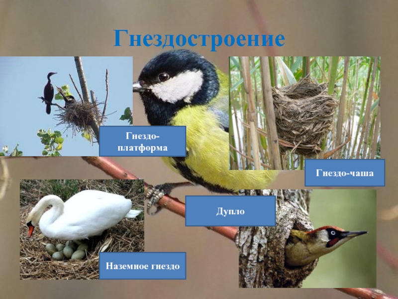 Периоды жизни птиц. Сезонные явления в жизни птиц. Наземные гнезда. Типы гнезд птиц. Годовой цикл жизни птиц.