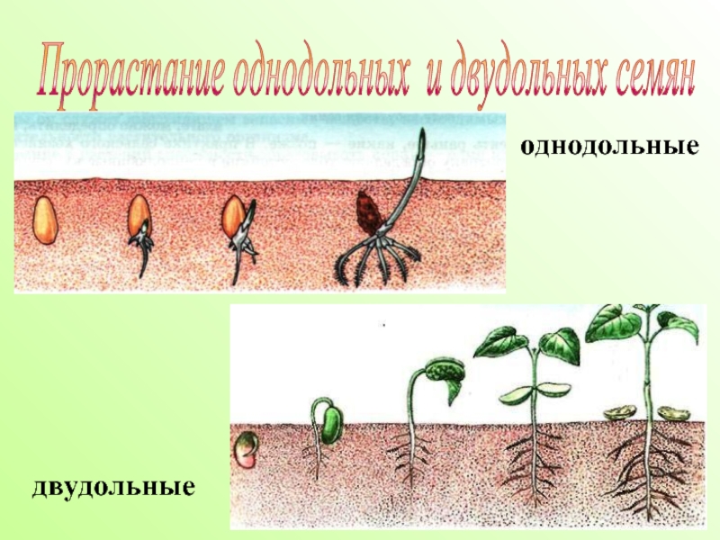 Прорастание однодольных и двудольных семян однодольныедвудольные