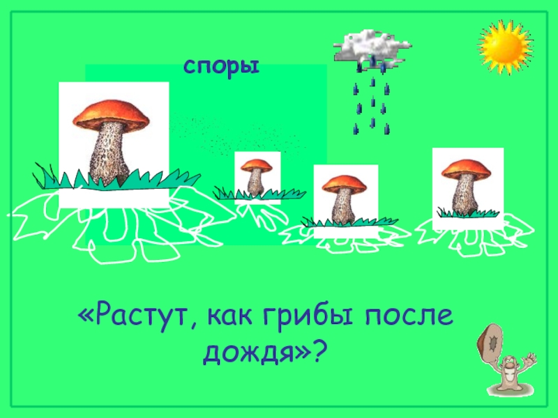 Через сколько дней появляются грибы после дождя. Растут грибы после дождя. Как растут грибы схема. Как грибы помогают природе. Как грибы после дождя.