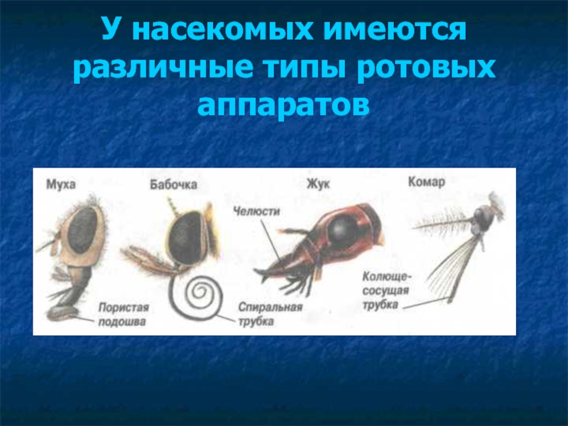 У насекомых имеются различные типы ротовых аппаратов