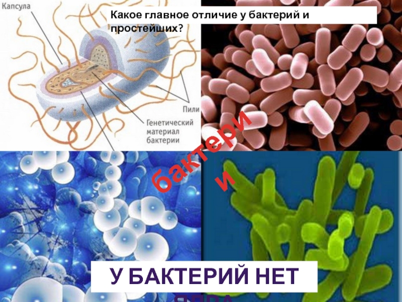 бактерииУ бактерий нет ядраКакое главное отличие у бактерий и простейших?