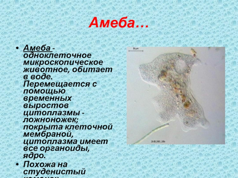 Амеба…Амеба - одноклеточное микроскопическое животное, обитает в воде. Перемещается с помощью временных выростов цитоплазмы - ложноножек; покрыта