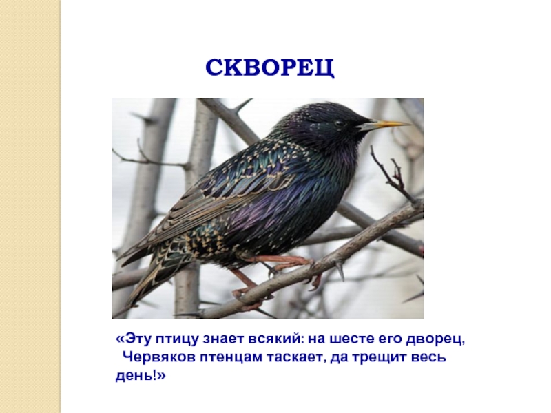 СКВОРЕЦ«Эту птицу знает всякий: на шесте его дворец, Червяков