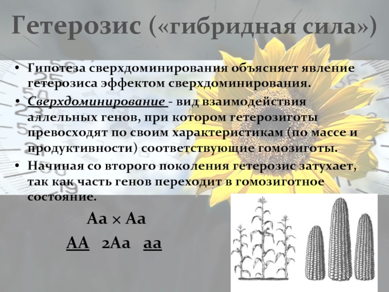 Особей растений. Гетерозис гипотеза сверхдоминирование. Явление сверхдоминирования гетерозиса. Гетерозис кукурузы аутбридинг. Гетерозис гибридная сила.