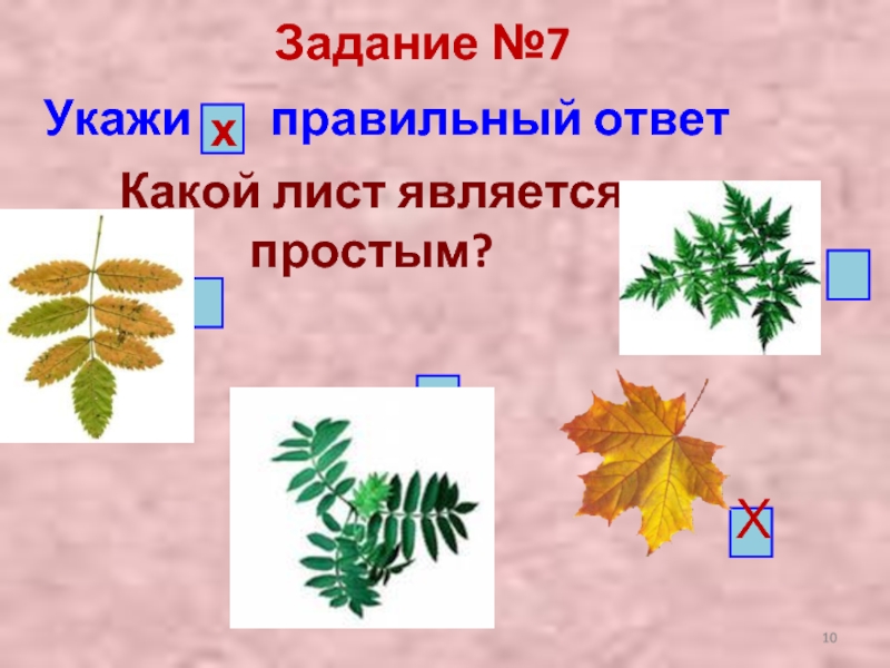 Каких листьев больше. У акции какие листья. Пад листьев является частью:.