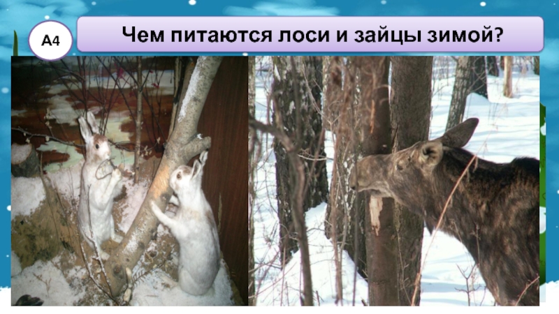 Чем питаются лоси и зайцы зимой?травой под снегомкорой молодых деревьевопавшими листьямихвоей1234А4