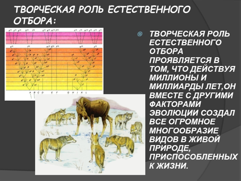 Естественный отбор примеры. Творческая роль естественного отбора. Роль естественного отбора в эволюции. Естественный отбор это в биологии. Естественный отбор презентация.