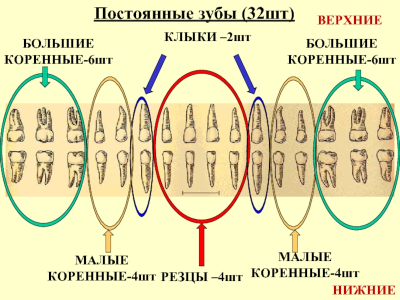 Какой зуб отвечает за какой орган схема