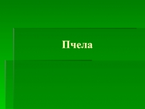 Пчела (1 класс)