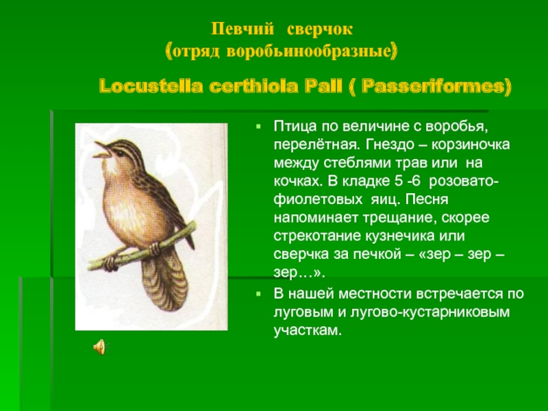 Певчий сверчок   (отряд воробьинообразные)       Locustella certhiola Pall (