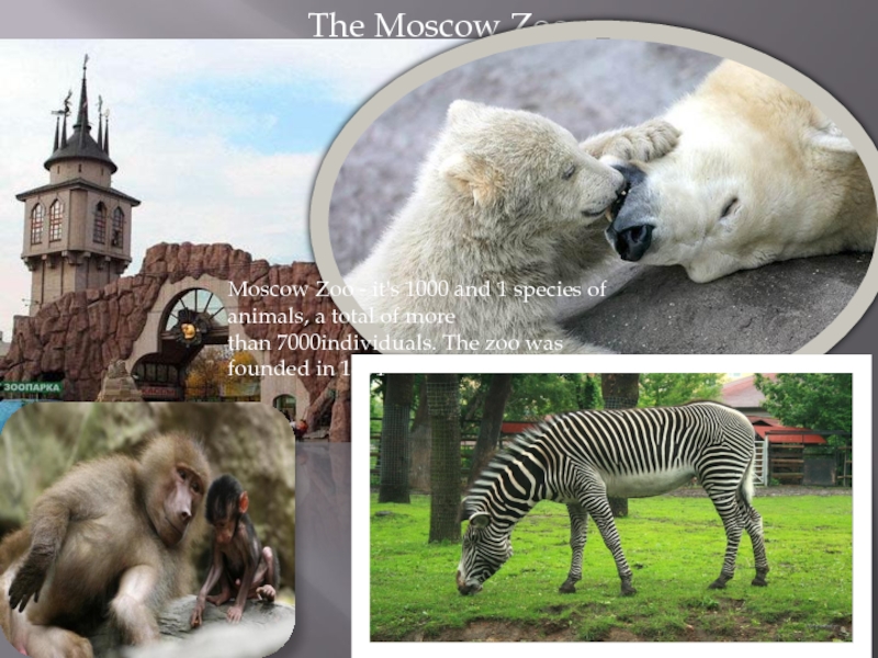 The Moscow ZooMoscow Zoo - it's 1000 and 1 species of animals, a total of more than 7000individuals. The zoo was founded in 1864