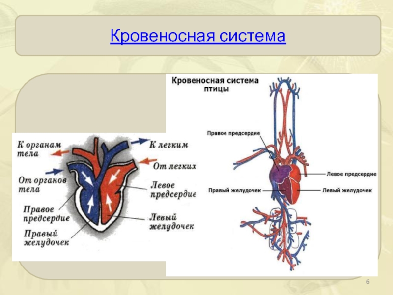 Кровеносная система фото с описанием