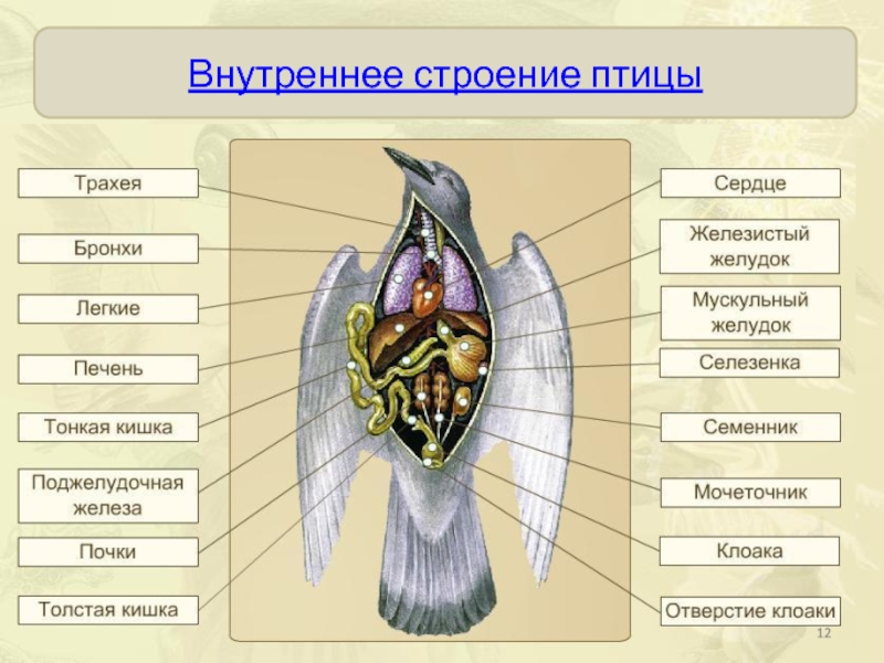 Внутреннее строение голубя рисунок с подписями