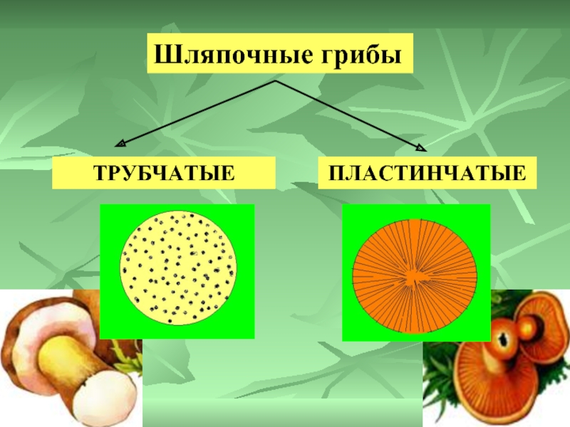 Найди рисунки на которых представлены пластинчатые грибы