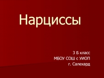 Нарциссы