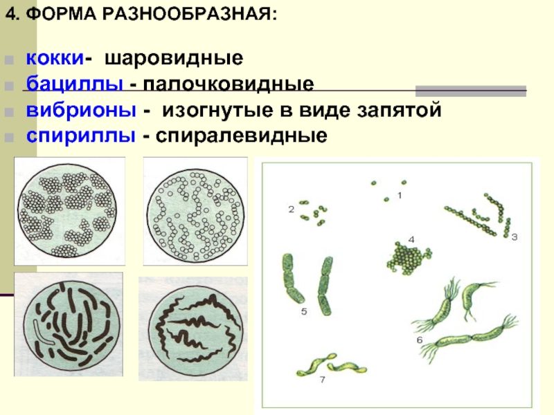 Бактерии изогнутой формы запятая носят названия. Палочковидные бактерии в виде запятой спиралевидные. Формы бактерий 6 класс. Изогнутые в виде запятой вибрионы. Палочковидные формы бактерий.