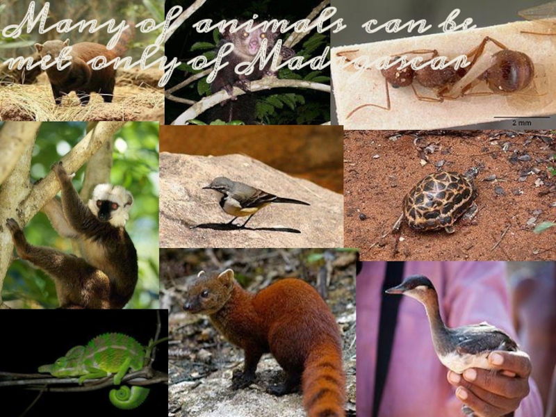 Many of animals can be met only of Madagascar