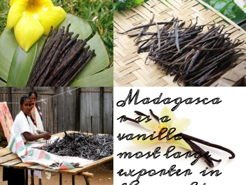 Madagascar is a vanilla most large exporter in the world market
