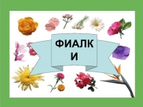 ФИАЛКИ