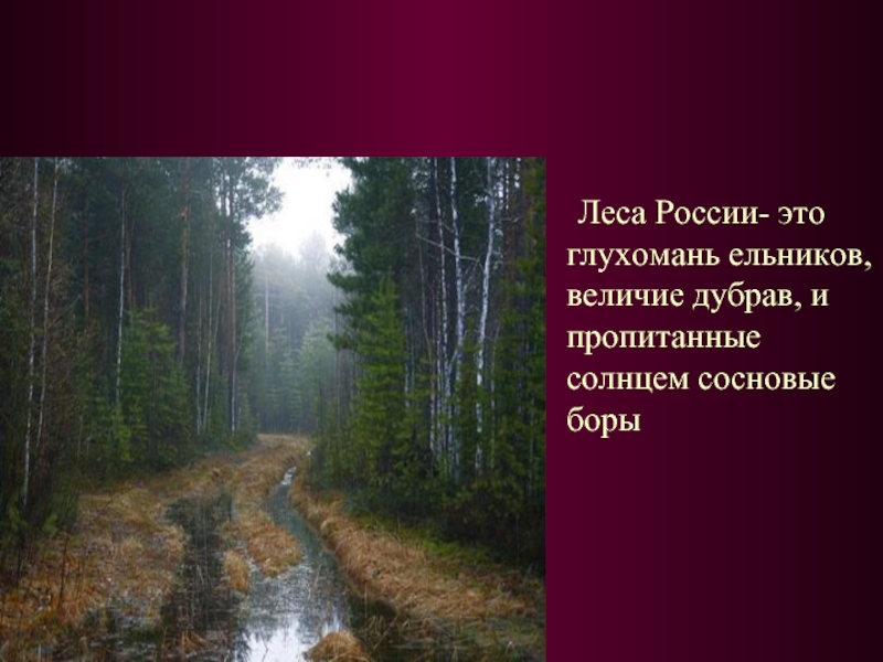 Леса России- это глухомань ельников, величие дубрав, и пропитанные солнцем сосновые боры