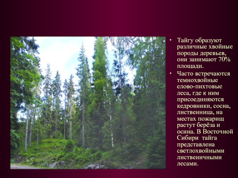 Тайгу образуют различные хвойные породы деревьев, они занимают 70% площади. Часто встречаются темнохвойные елово-пихтовые леса, где к