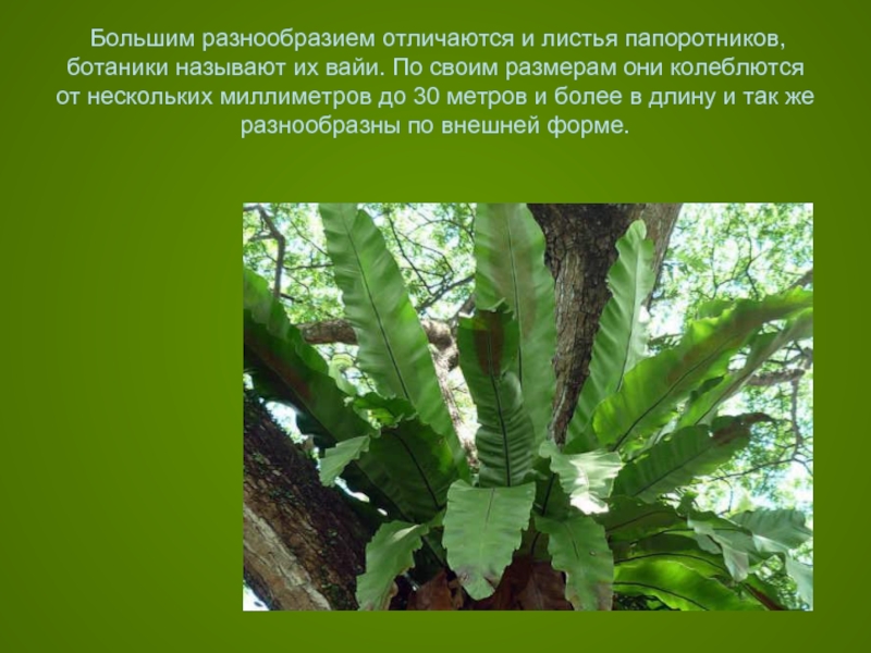  Большим разнообразием отличаются и листья папоротников, ботаники называют их вайи. По своим размерам они колеблются от нескольких