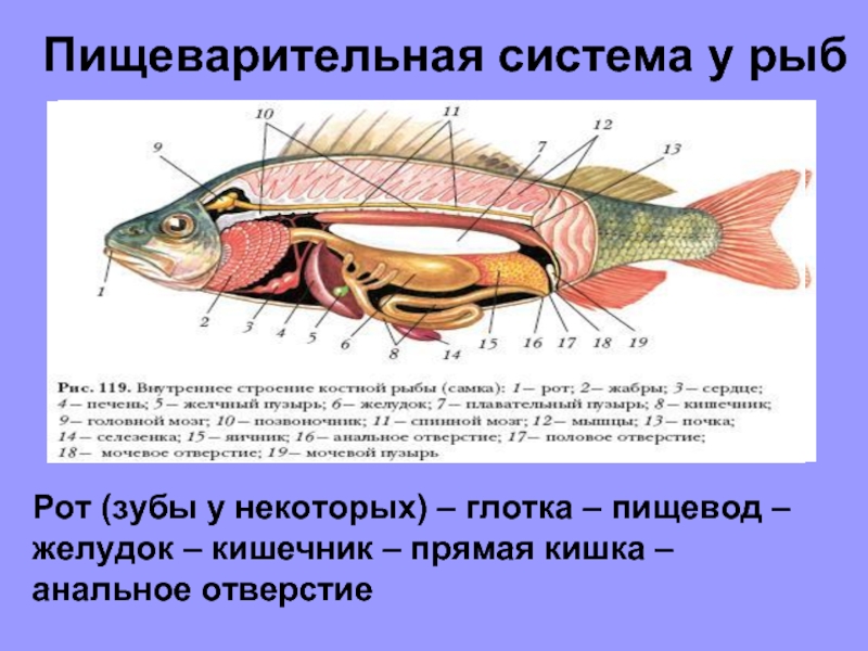 Пищеварительная система у рыбРот (зубы у некоторых) – глотка – пищевод – желудок – кишечник – прямая