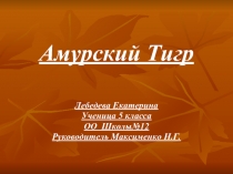 Амурский тигр