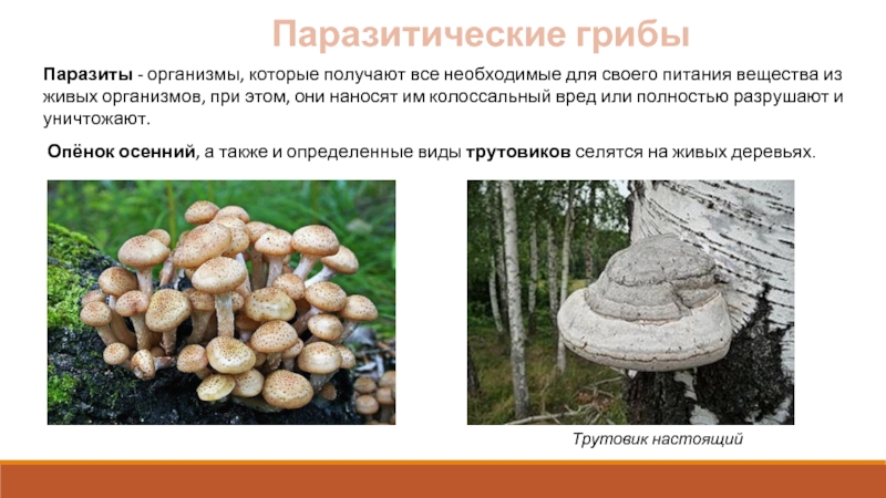 Паразитические грибыПаразиты - организмы, которые получают все необходимые для своего питания вещества из живых организмов, при этом,