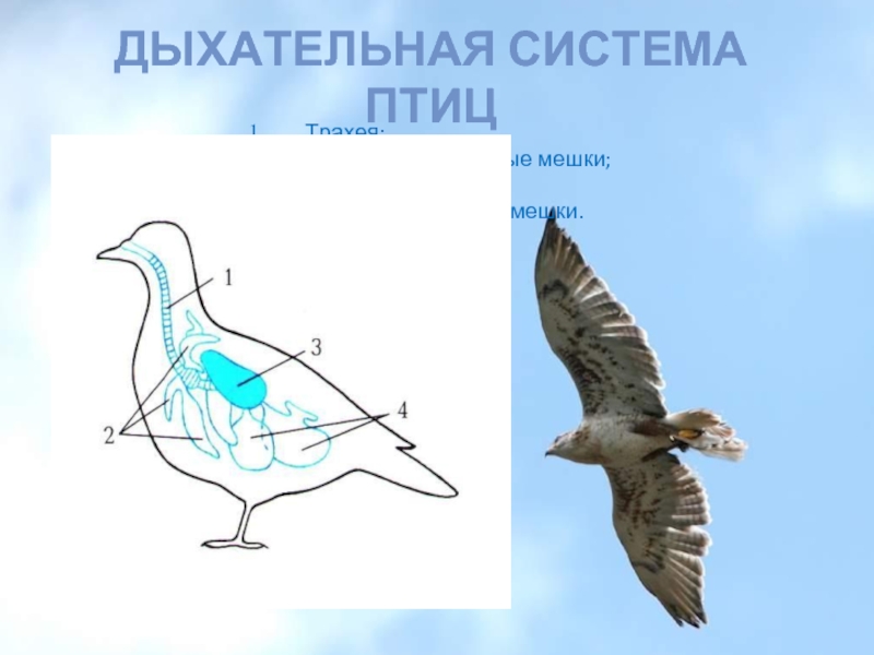 Имеются воздушные мешки. Система дыхания птиц. Дых система птиц. Схема дыхательной системы птицы. Строение дыхательной системы птиц.