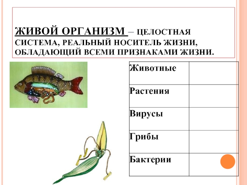 Какое свойство живых организмов изображено на рисунке бабочка гусеница куколка