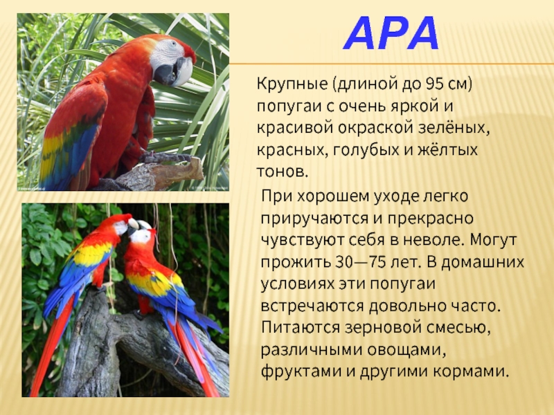 АраКрупные (длиной до 95 см) попугаи с очень яркой и красивой окраской зелёных, красных, голубых и жёлтых