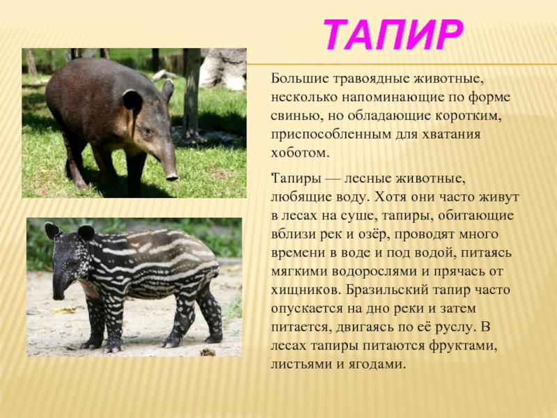 ТапирТапиры — лесные животные, любящие воду. Хотя они часто живут в лесах на суше, тапиры, обитающие вблизи