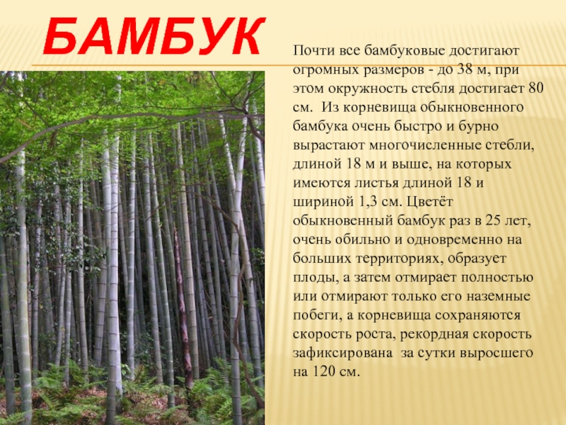 БамбукПочти все бамбуковые достигают огромных размеров - до 38 м, при этом окружность стебля достигает 80 см.